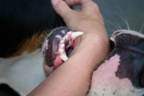 What Is The Average Settlement For A Dog Bite Case